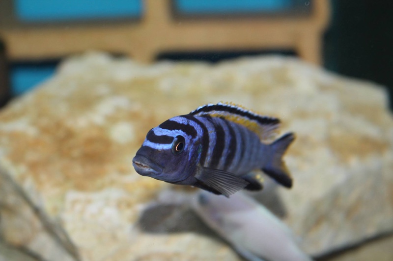 Tropheops kumwera 'Makokola Reef'